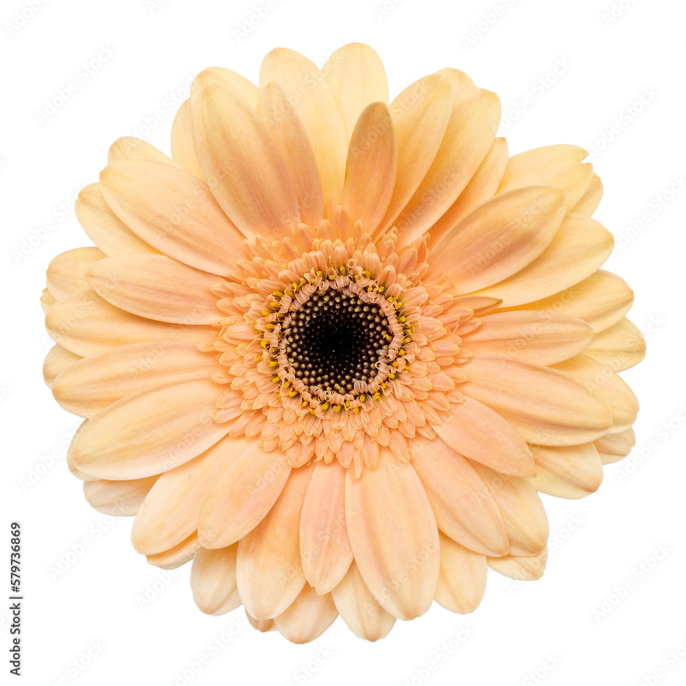 Peach gerbra daisy isolated on white background Peach gerbra daisy isolated on white background