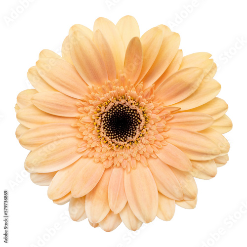Peach gerbra daisy isolated on white background