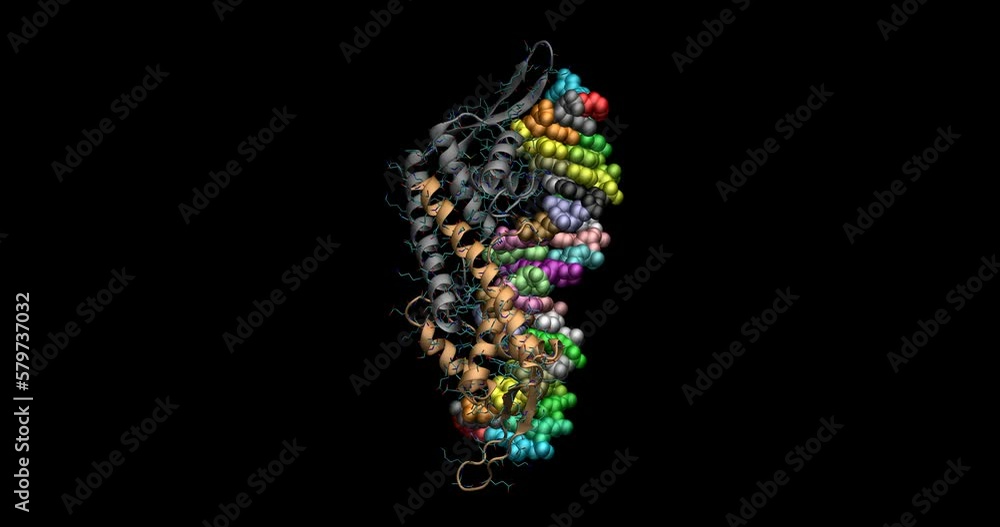 Terminator Biochem Replication terminator protein/b-site DNA complex 3D molecule 4K ...
