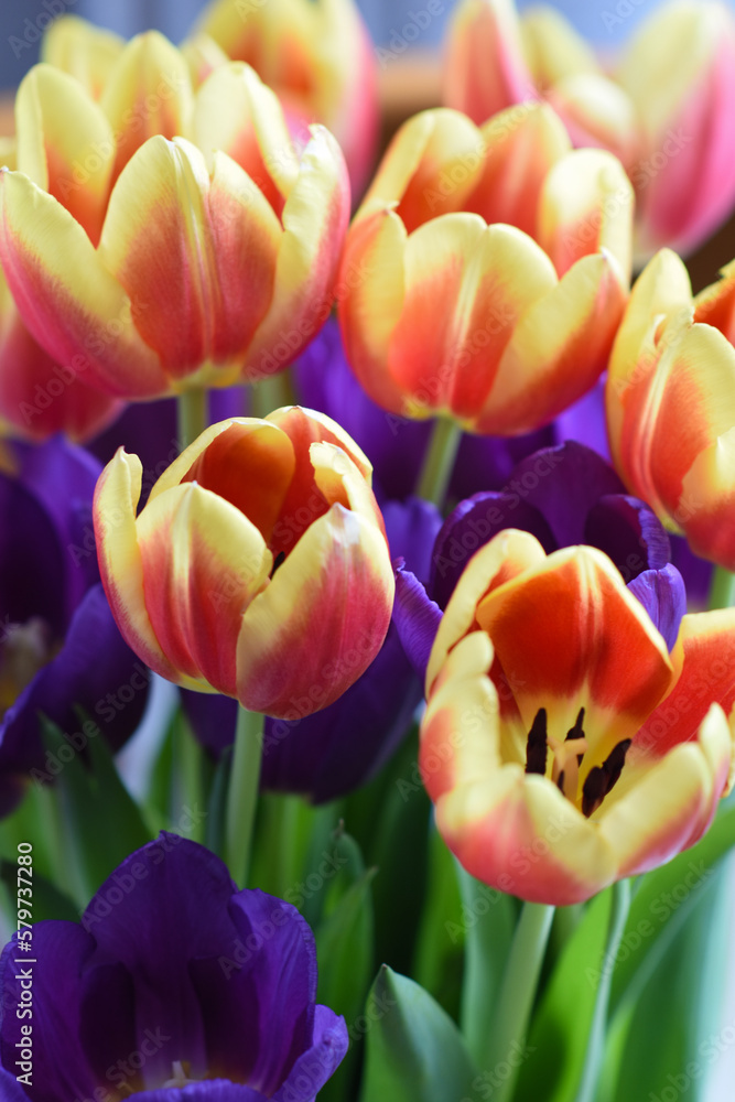 Fototapeta premium tulips in the garden