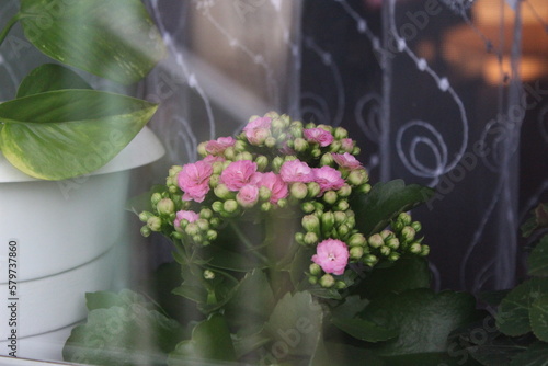 flowers in a garden