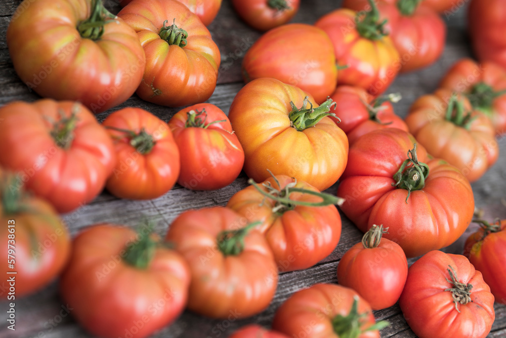 Red Tomatoes in a Greenhouse, organic food Red Tomatoes in a Greenhouse, organic food