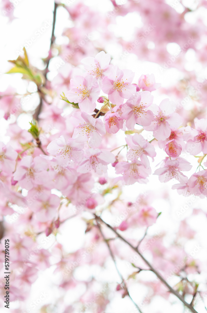 Fototapeta premium 満開の桜の花 河津桜 日本の春 縦型