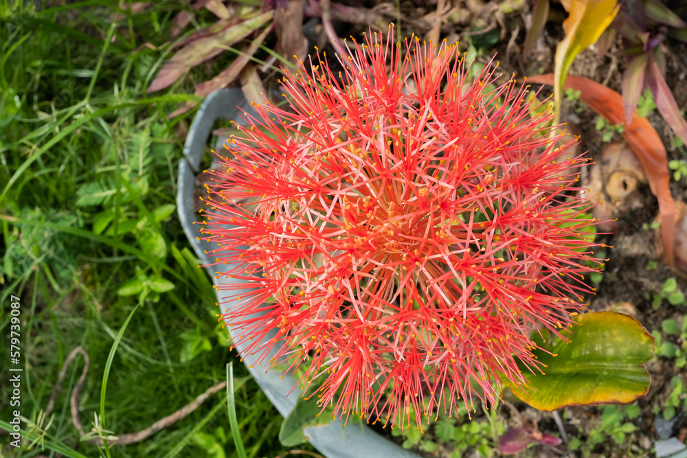Scadoxus Multiflorus growing in a garden with blurred background. Macro shot Scadoxus Multiflorus growing in a garden with blurred background. Macro shot