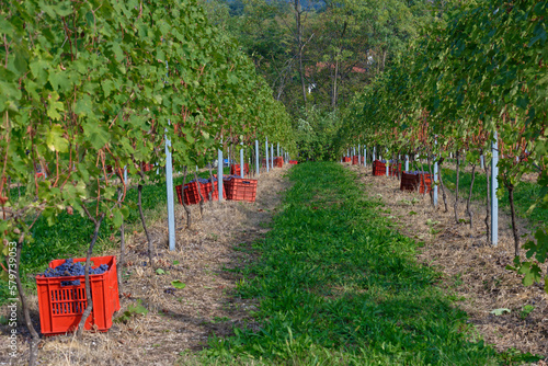 Vendemmia di uva nebbiolo in un vigneto di Agliè in Piemonte. Raccolta dei grappoli di uva per produrre vino nebbiolo, barbaresco e nebbiolo.