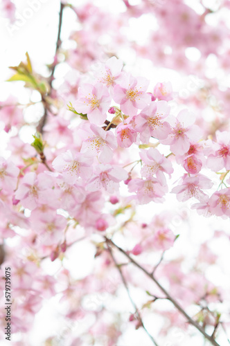 満開の桜の花 河津桜 日本の春 縦型