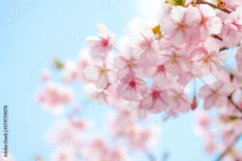 満開の桜の花 背景に青空 河津桜 日本の春