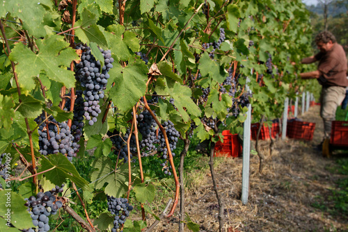 Vendemmia di uva nebbiolo in un vigneto di Agliè in Piemonte. Raccolta dei grappoli di uva per produrre vino nebbiolo, barbaresco e nebbiolo.
