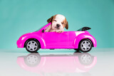 Dog in a pink car