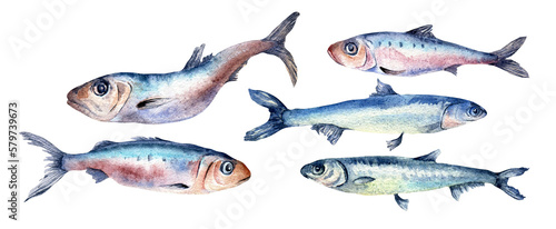 Set of sardines and anchovies watercolor illustration isolated on white background. Fresh Atlantic fish hand drawn. Design element for package, label, menu, market, canned fish.