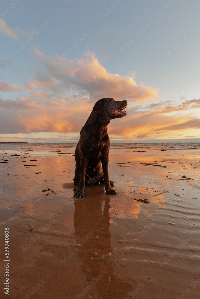 labrador retriever dog sitting on sandy beach at sunset, walking by sea at dusk. beautiful view nature ocean landscape, pacification, relaxation in park. pet on walk. sky clouds, reflection in water labrador retriever dog sitting on sandy beach at sunset, walking by sea at dusk. beautiful view nature ocean landscape, pacification, relaxation in park. pet on walk. sky clouds, reflection in water