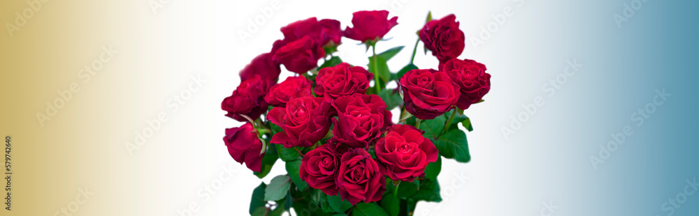 A bouquet of red roses on a white background in the center of the image. Soft gradient colors background for text material. A bouquet of red roses on a white background in the center of the image. Soft gradient colors background for text material.
