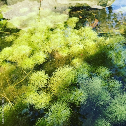 Water algae algae under water