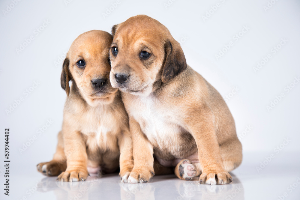 A beautiful little dog on a white background A beautiful little dog on a white background