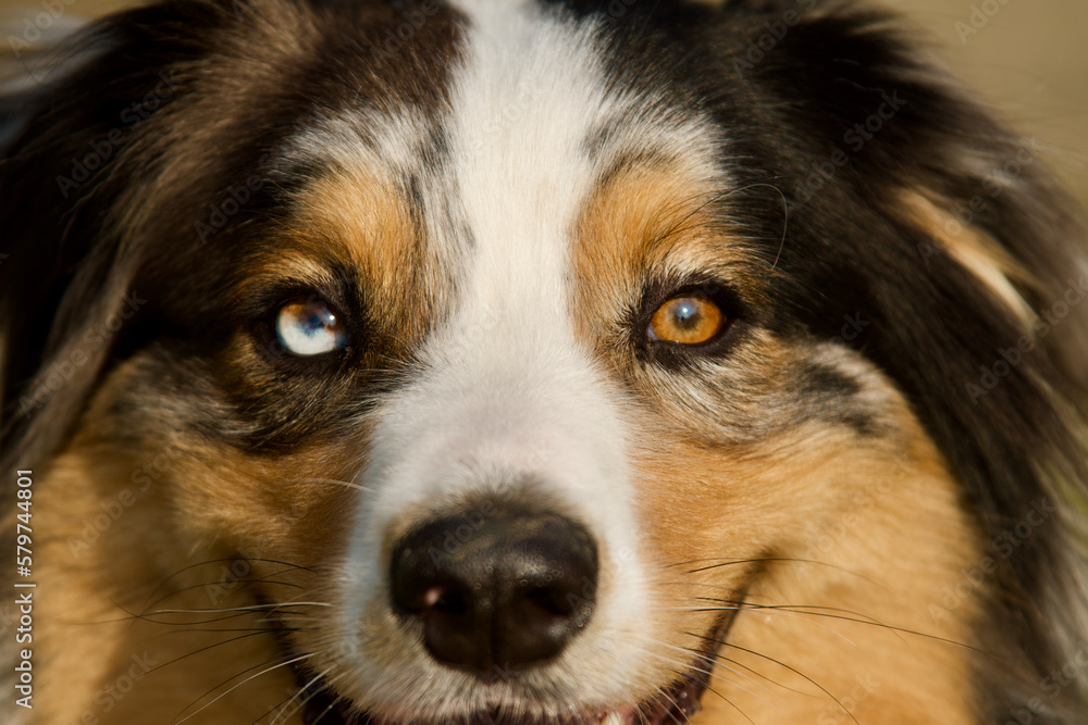 Front view of a Face of a 2 differently colored eyes australian shepherd dog in the morning light.