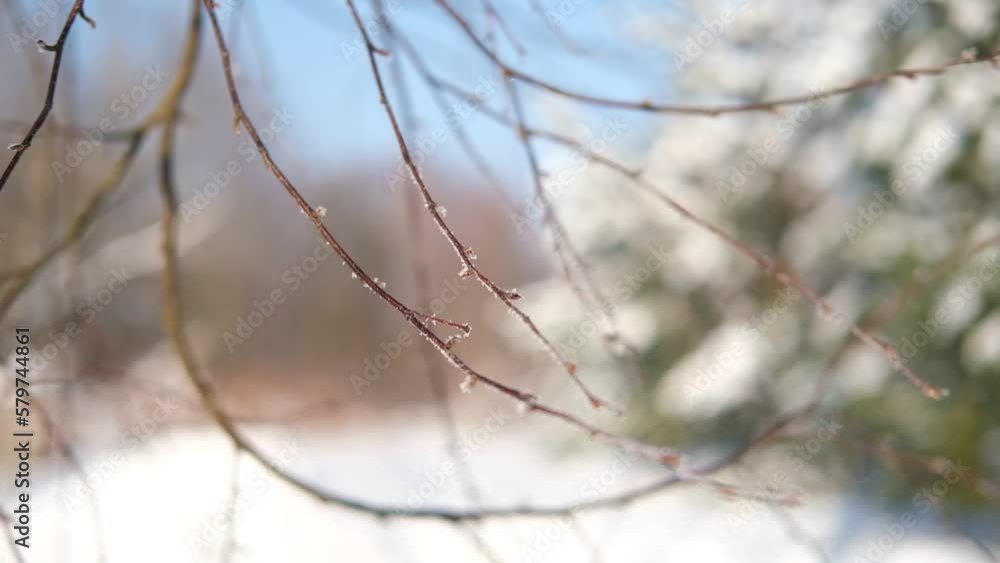 Frozen iced branches of birch tree against sun during sunny day in winter. Macro close up view of branches covered by snow in a winter forest. Plants in the wood at frosty weather. Nature landscape. Frozen iced branches of birch tree against sun during sunny day in winter. Macro close up view of branches covered by snow in a winter forest. Plants in the wood at frosty weather. Nature landscape.