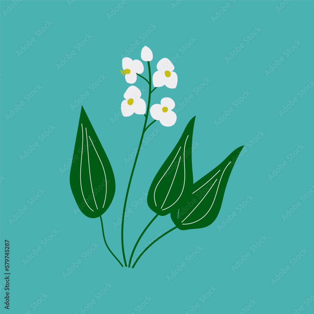 Alisma medicinal wetland plant (Alisma plantagoaquatica, European