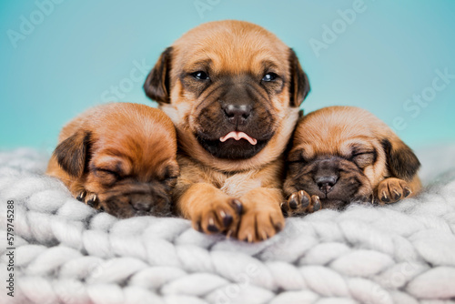 Pet  dog puppy  sleeps on a blanket