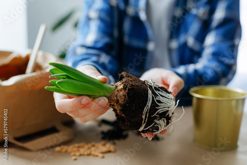Close-up woman holding hyacinth with soil in hands. Spring time. Concept of indoor garden home.