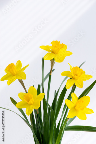 Hello spring, summer flowers background with sunlight rays. Close up of fresh beautiful  bunch of yellow blossoming narcissus flowers in white vase on white nature background with space for text