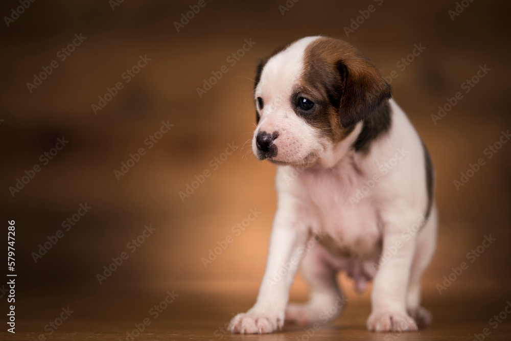 Puppy dog on a wooden background