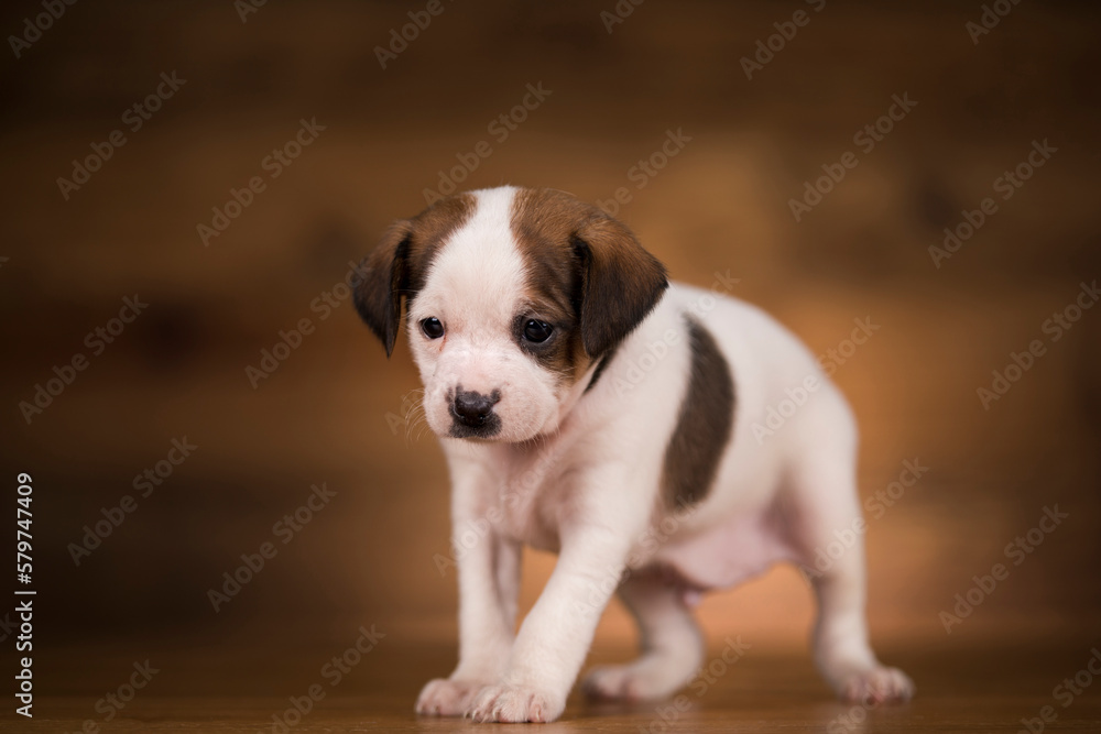 Dog on a wooden background