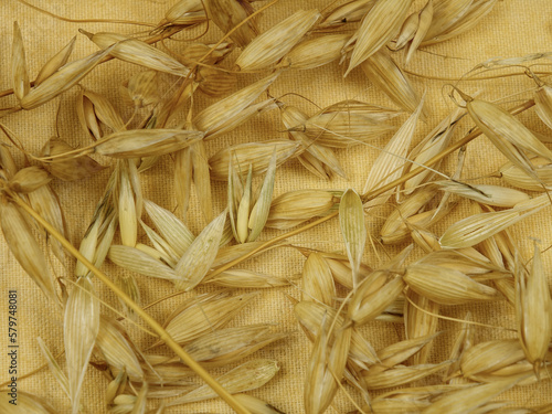 Fototapeta Naklejka Na Ścianę i Meble -  Dried spikes of oats lie on a light yellow fabric, natural background