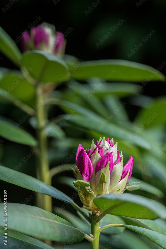 Fototapeta premium Kwitnący rododendron