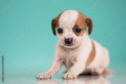 Fototapeta Naklejka Na Ścianę i Meble -  Pet, Little puppy dog, animals concept