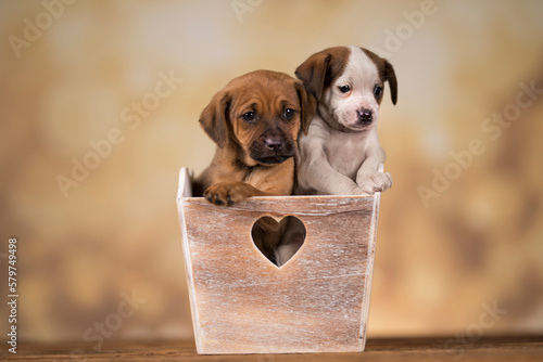 Puppies in a wooden crate