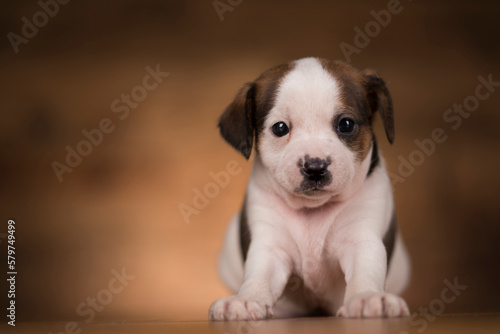 Fototapeta Naklejka Na Ścianę i Meble -  Small dog on a wooden background