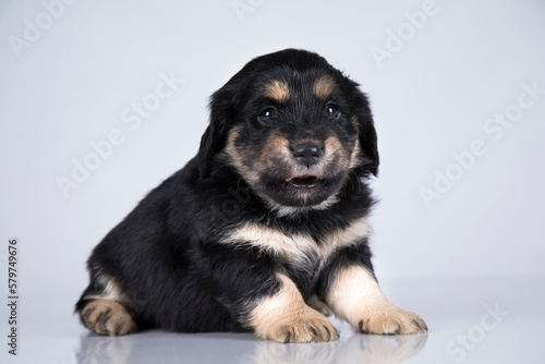 Little dog on a white background