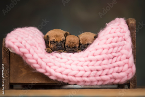 Dogs sleep on a small wooden bed