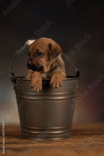 Dog in a metal bucket