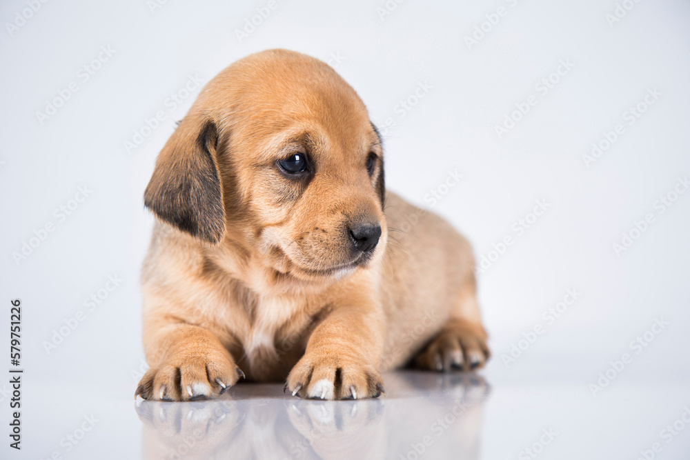 Obraz premium Little dog on a white background