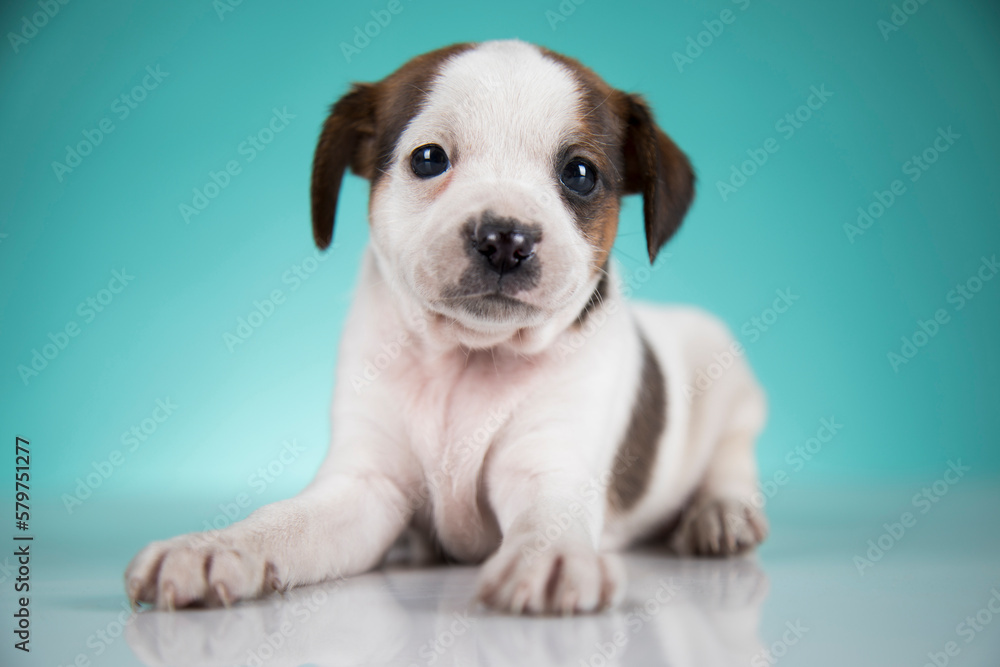 Fototapeta premium Cute puppy dog, animals concept