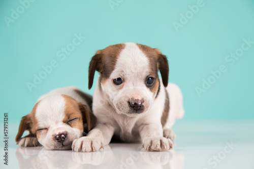 Two little dogs, puppy, animals concept