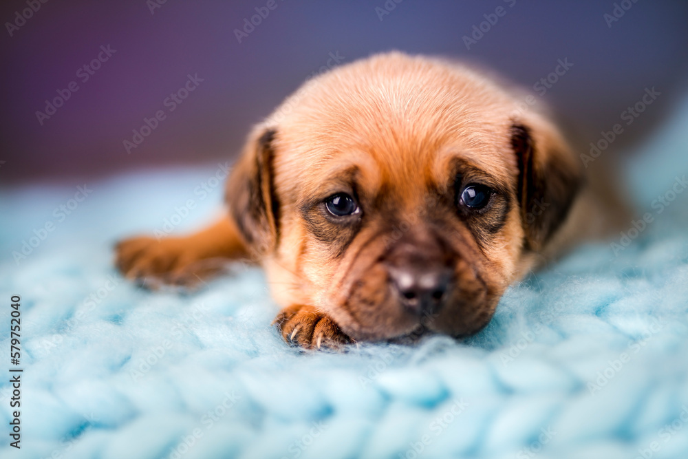 Little puppy breed is sleeping Little puppy breed is sleeping