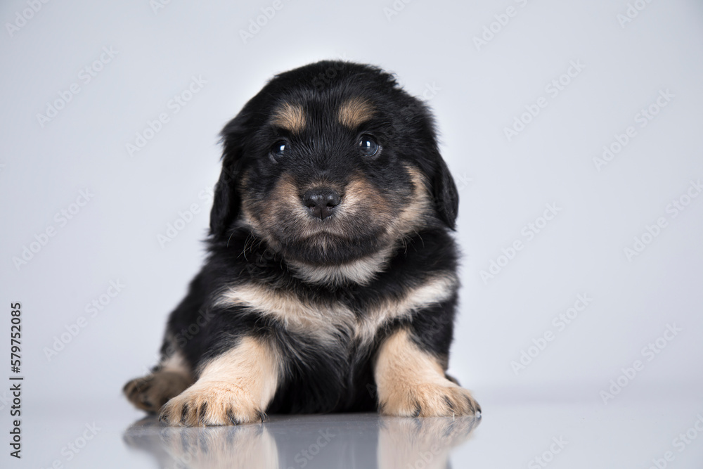 A small dog on a white background A small dog on a white background