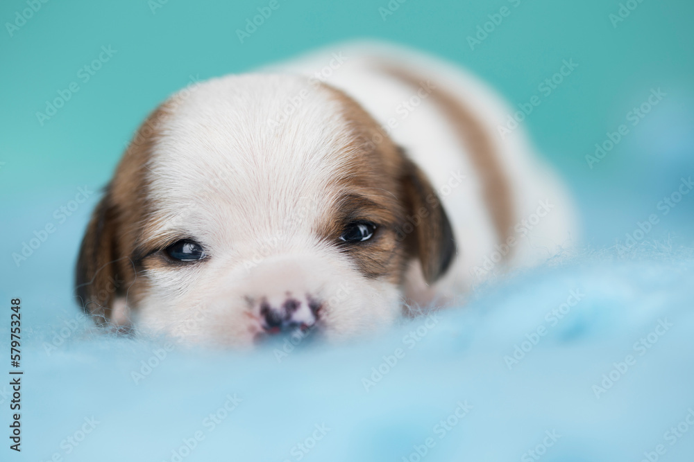 Little dog sleeps on a blanket Little dog sleeps on a blanket