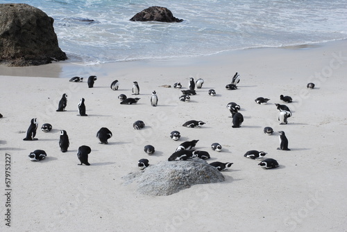 African penguins at Boulders Beach