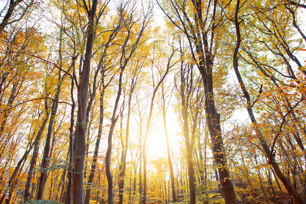 Fototapeta premium Autumn forest with bright sun shining through the trees.