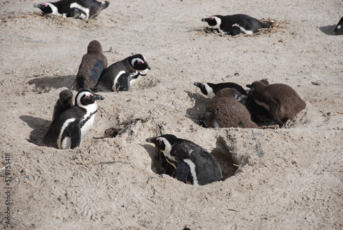 African penguins at Boulders Beach