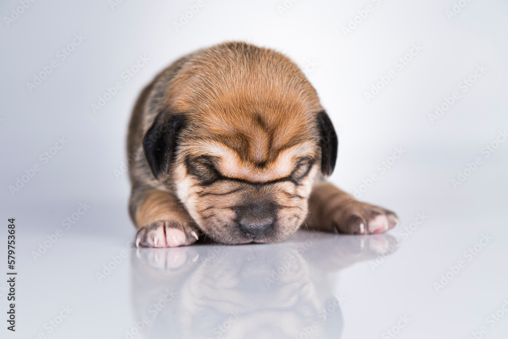 Pet, Little puppy dog, animals concept