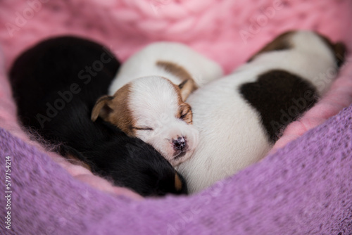 Love  Puppies dog sleeps on a blanket