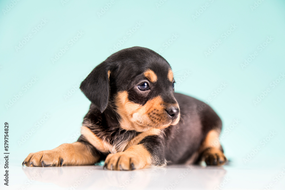 Pet, Little puppy dog, animals concept Pet, Little puppy dog, animals concept