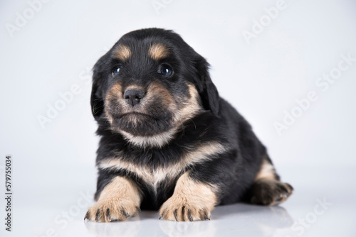 A small dog on a white background