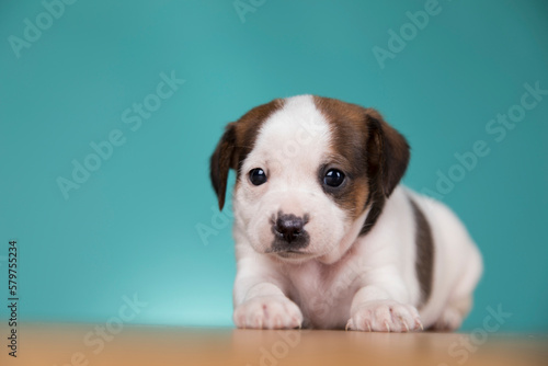 Cute puppy dog, animals concept © Sebastian Duda