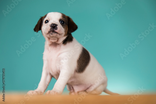 Fototapeta Naklejka Na Ścianę i Meble -  Pet, dog puppy animals concept