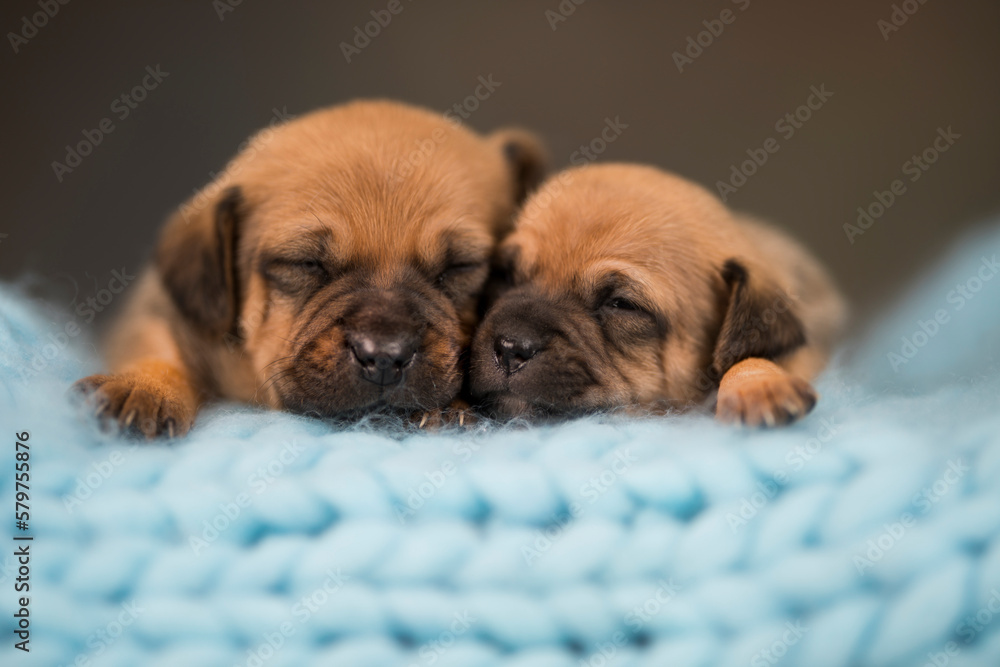 Dogs sleep on a small wooden bed Dogs sleep on a small wooden bed